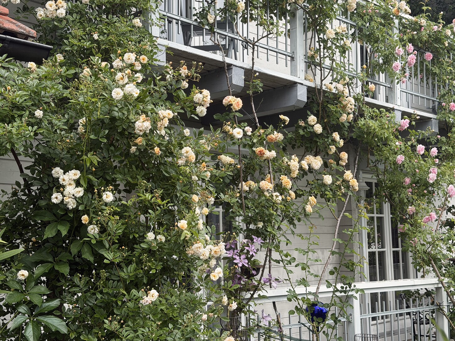 Naturnahe Pflanzenwelt mit weißen Blüten