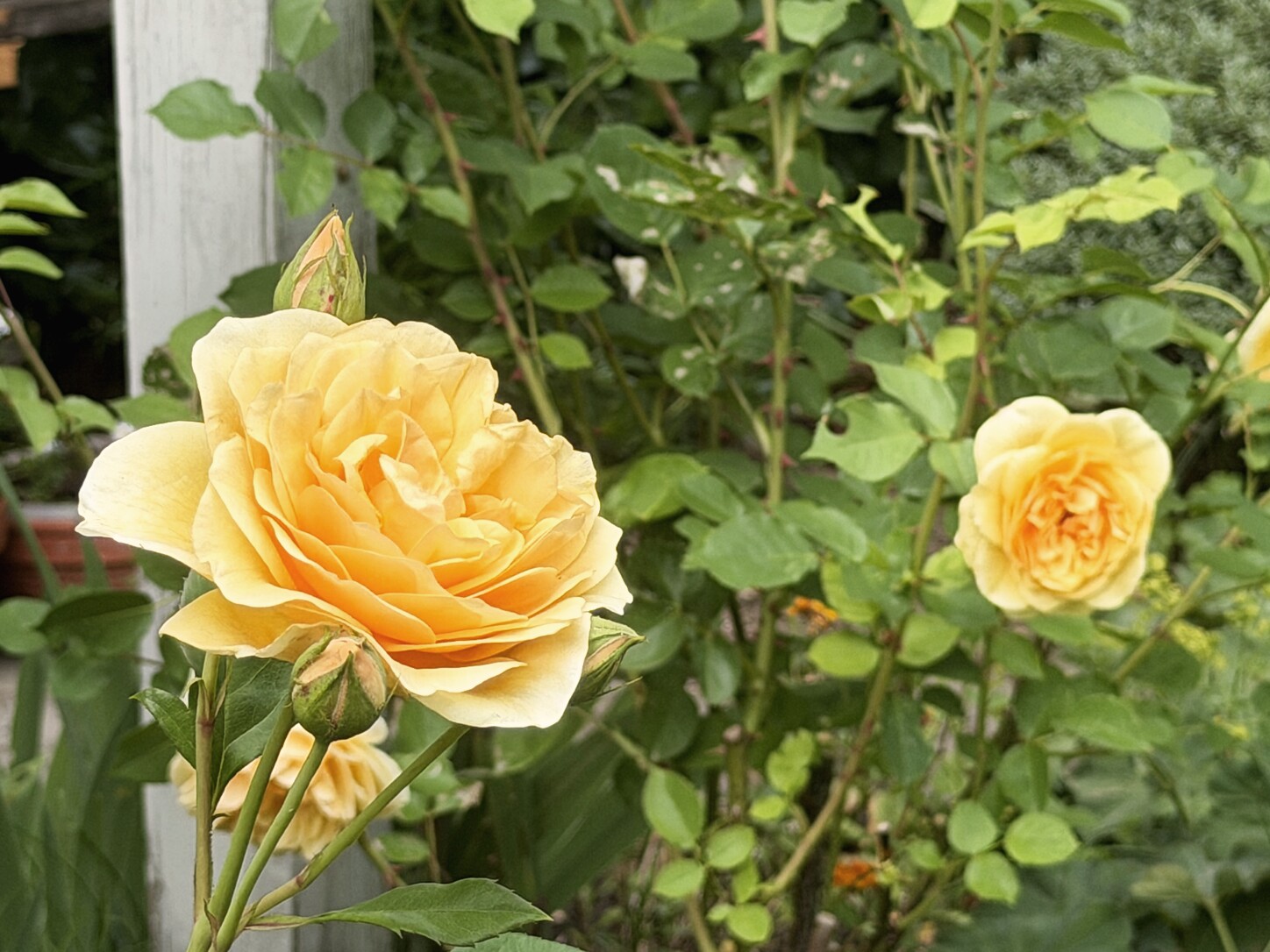 Zarte Blüten im Garten