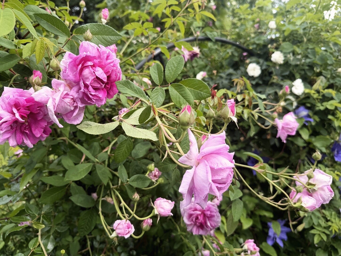 Rosen und Clematis in voller Sommerblüte