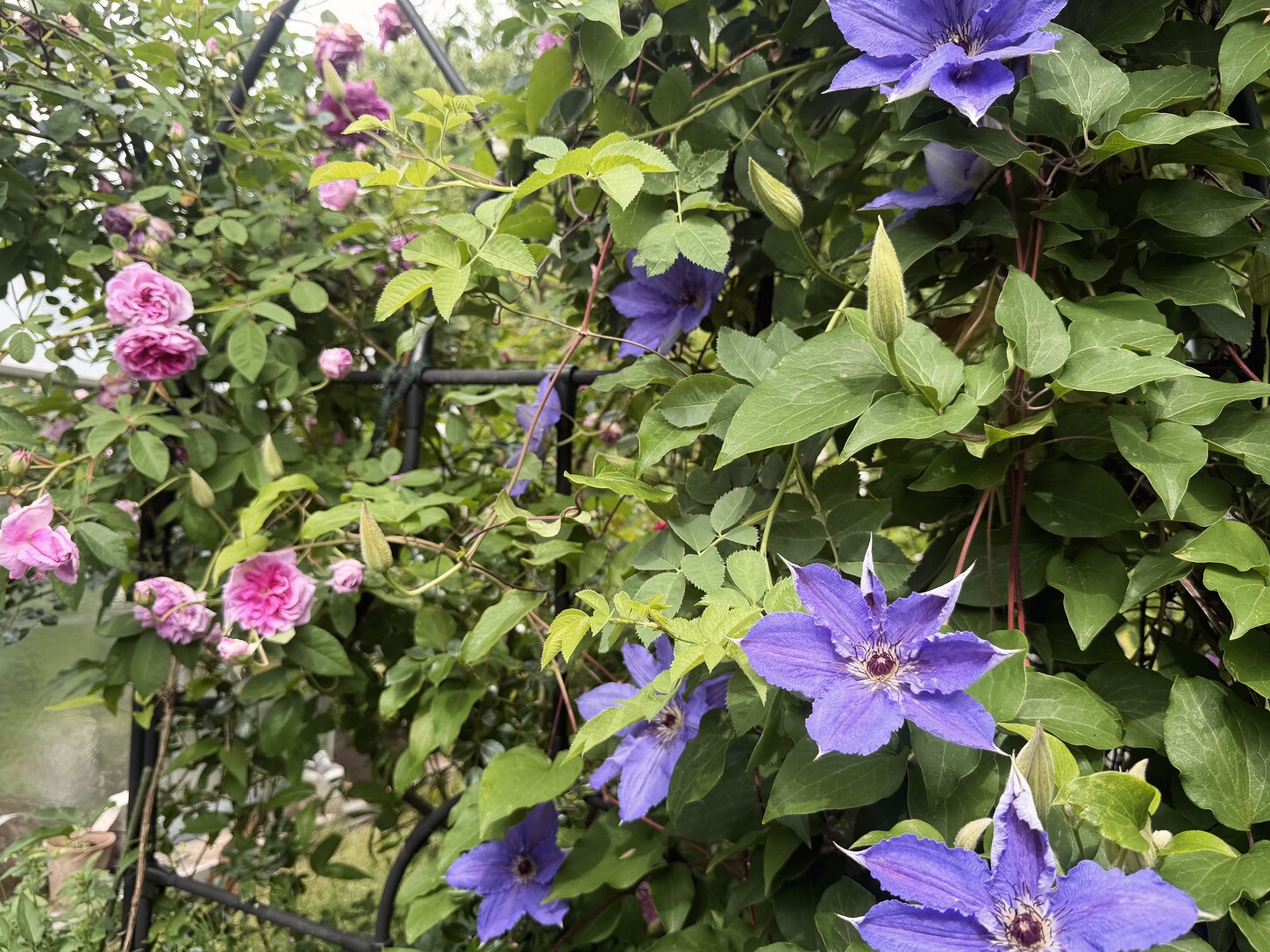 Clematisblüten im Garten