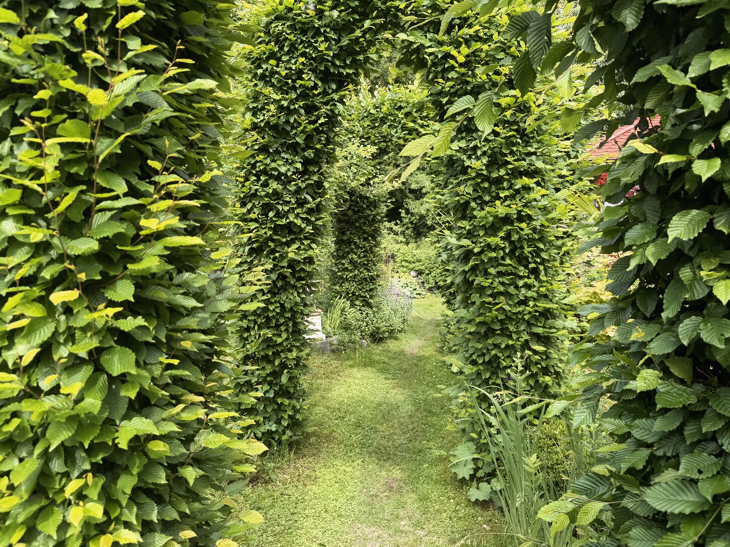 Schattiger grüner Gang im Garten