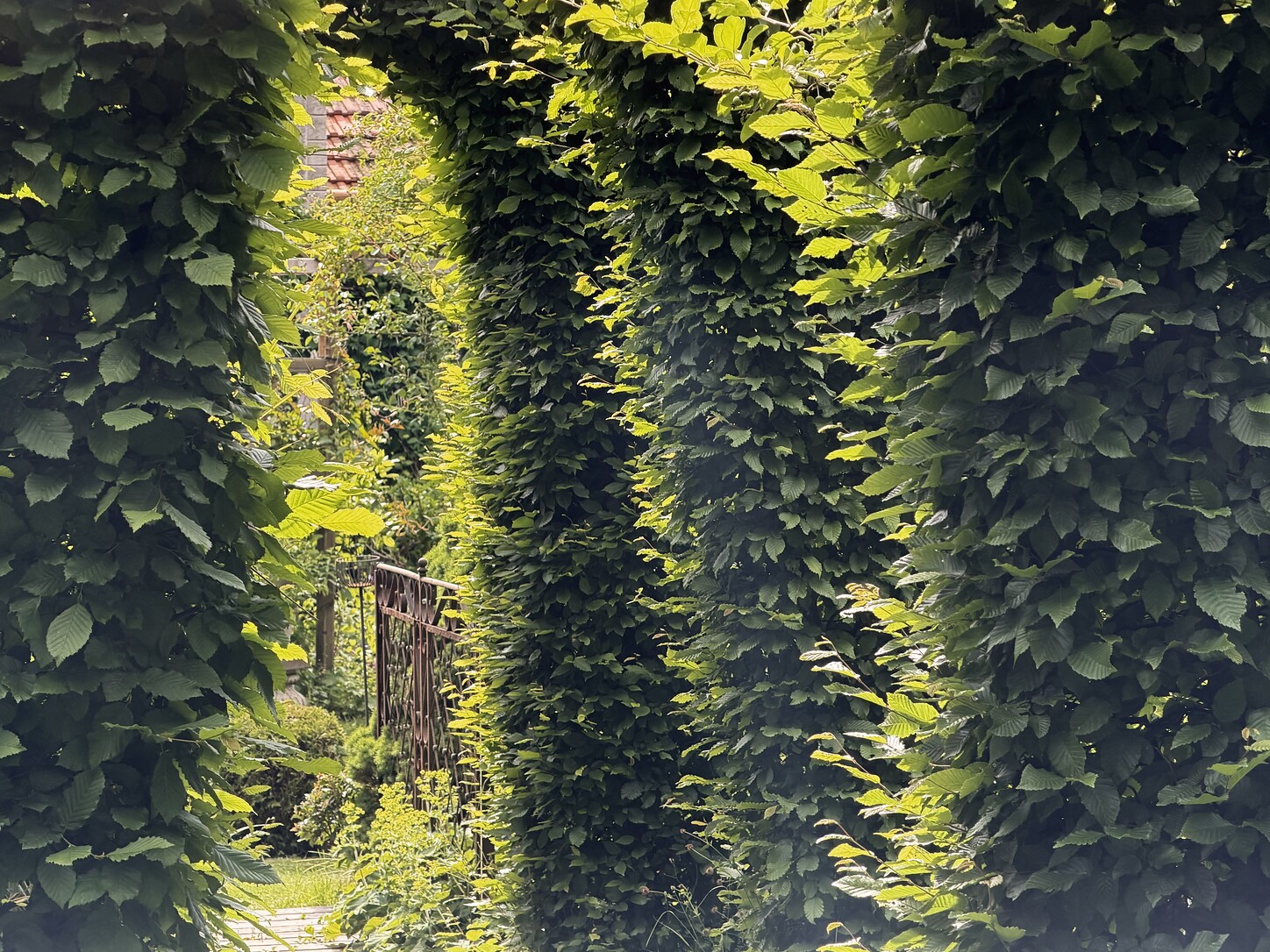 Sonnenbeschienener Gartenweg mit dichtem Grün